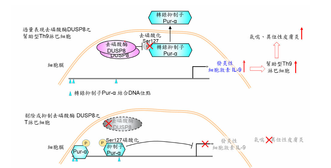 研究團隊發現：運用單細胞RNA定序、蛋白質體學、染色質免疫沉澱定序以及各種生化實驗分析小鼠T細胞發現，DUSP8直接將IL-9的轉錄抑制子Pur-α去磷酸化，造成Pur-α離開細胞核而無法執行抑制IL-9轉錄的任務，導致發炎性細胞激素IL-9大量產生。台北榮總、台中榮總合作研究分析氣喘、異位性皮膚炎病患血液中的T淋巴細胞，也發現過量表現的去磷酸酶DUSP8會調控轉錄抑制子Pur-α，而造成發炎性細胞激素IL-9大幅增加。
