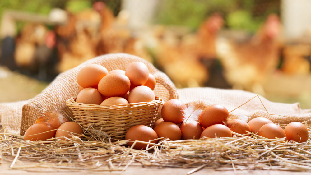 缺蛋如何補充蛋白質？  營養師列舉常見「7大蛋類」  它最小顆營養價值竟居冠